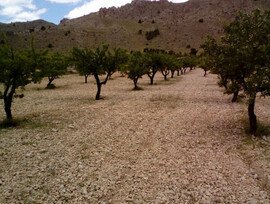 Campo en Yecla