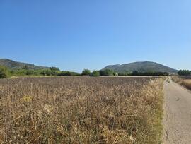 Campo en Sa Pobla