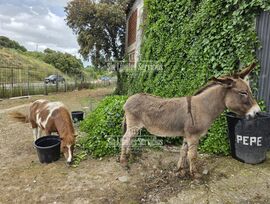 Finca a pie de carretera en Batres