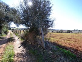 FINCA  DE SECANO CON POSIBILIDAD DE  CONSTRUIR