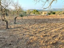 FINCA EDIFICABLE EN ARTA