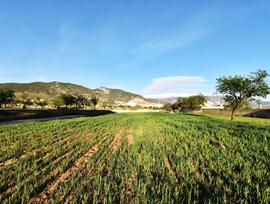 Campo en Padul