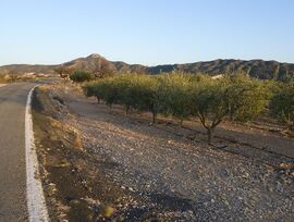 Parcela Rústica de 1.567 m² con Olivos y Agua de Riego en Abanilla, Murcia