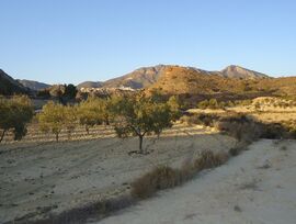 Finca Rústica de 18.514 m² con Olivos y Agua de Riego en Abanilla, Murcia