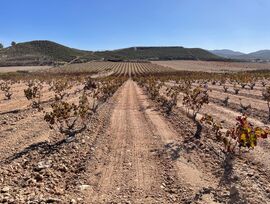 Finca de Viñedos de 41,885 m² con riego por goteo en Jumilla, Murcia