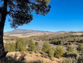 Parcela Urbanizable en La Zarza (Jumilla) 8.602 m²