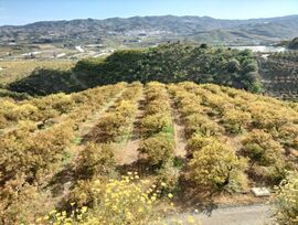 Finca rustica en venta en Chilches