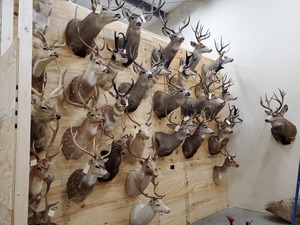 Monturas de taxidermia de excelente calidad dispon