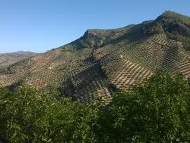 Parcela en Villacarrillo