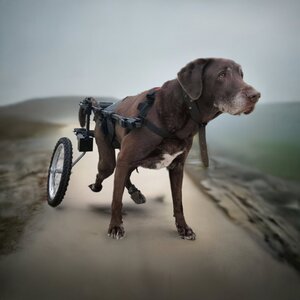 silla de ruedas para perro