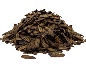 LARVA DESHIDRATADA INSECTO MOSCA SOLDADO NEGRA