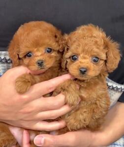 Regalo Cachorros Caniches,whatapps+,623727736