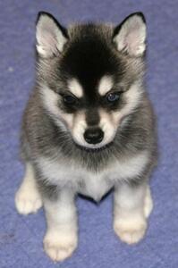 Regalo Ca Husky Siberiano whatapps 623727736