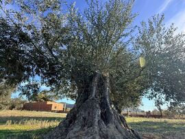 PARCELA RÚSTICA DE 7.423 m² CERCA DEL CENTRO DE ROSES