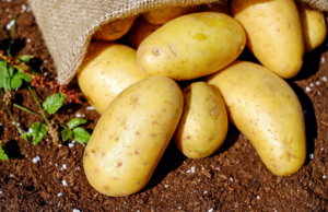 Patatas de calidad
