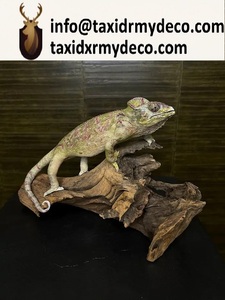 Camaleón Montado en Venta