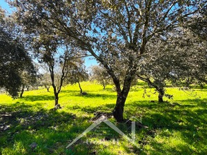 Finca de 86.354 m2 en Constantina, Sevilla